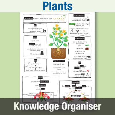 Image of Year 3 Science (Plants) Knowledge Organiser KO CUSP Resource