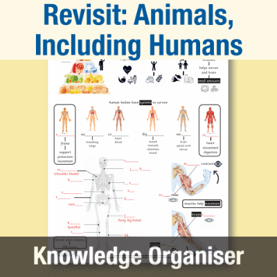 Image of Year 3 Science (Revisit: Animals, Including Humans) Knowledge Organiser KO CUSP Resource