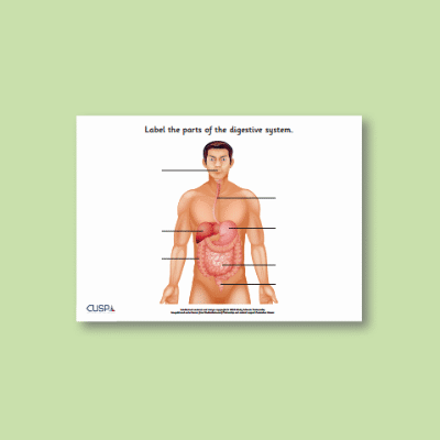 Y4 Science (Animals, Including Humans) AR Label the Digestive System