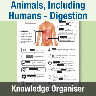 Image of Year 4 Science (Animals, Including Humans - Digestion) Knowledge Organiser KO CUSP Resource