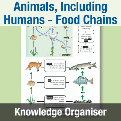 Image of Year 4 Science (Animals, Including Humans - Food Chains) Knowledge Organiser KO CUSP Resource