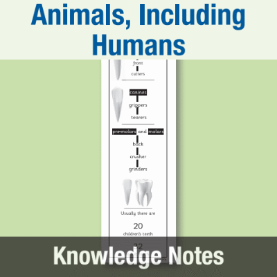 Image of Year 4 Science (Animals, Including Humans) Knowledge Notes KN CUSP Resource