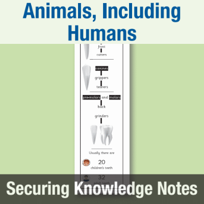 Image of Year 4 Science (Animals, Including Humans) Knowledge Notes SKN CUSP Resource