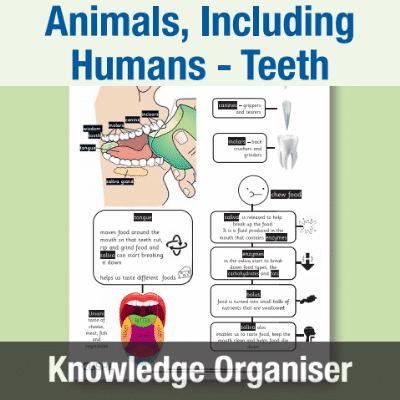 Image of Year 4 Science (Animals, Including Humans - Teeth) Knowledge Organiser KO CUSP Resource