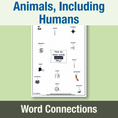 Image of Year 4 Science (Animals, Including Humans) Word Connections WC CUSP Resource