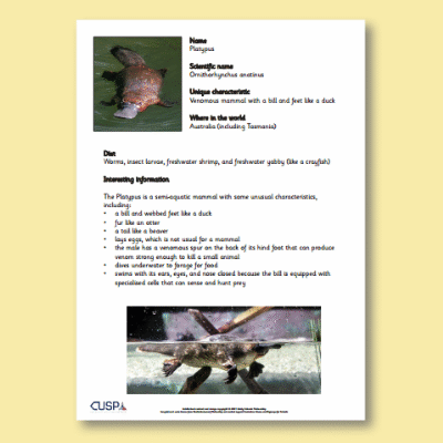 Y5 Science (2nd Revisit: Living Things and their Habitats) AR2 8x Animal Information Sheets