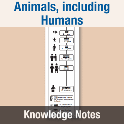 Image of Year 5 Science (Animals, including Humans) Knowledge Notes KN CUSP Resource