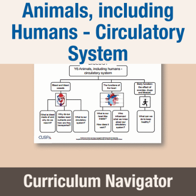 Image of Year 6 Science (Animals, including Humans - Circulatory System) Curriculum Navigator CN CUSP Resource