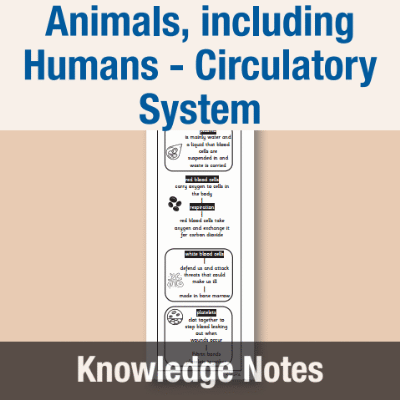 Image of Year 6 Science (Animals, including Humans - Circulatory System) Knowledge Notes KN CUSP Resource