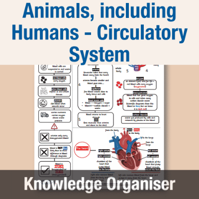Image of Year 6 Science (Animals, including Humans - Circulatory System) Knowledge Organiser KO CUSP Resource