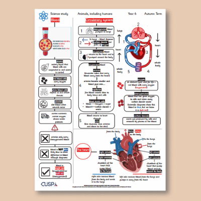 Y6 Science (Animals, including Humans - Circulatory System) Knowledge Organiser KO