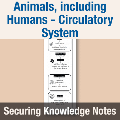 Image of Year 6 Science (Animals, including Humans - Circulatory System) Knowledge Notes SKN CUSP Resource