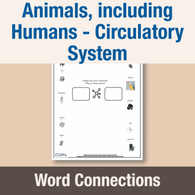Image of Year 6 Science (Animals, including Humans - Circulatory System) Word Connections WC CUSP Resource