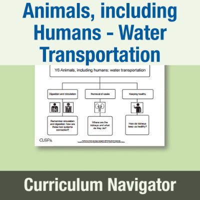 Image of Year 6 Science (Animals, including Humans - Water Transportation) Curriculum Navigator CN CUSP Resource