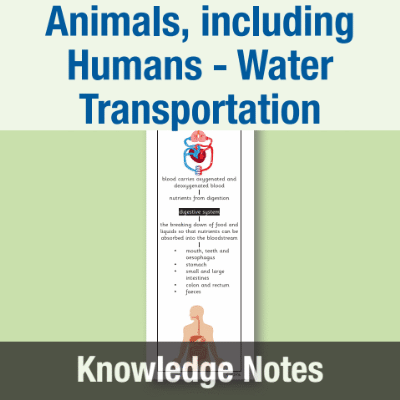 Image of Year 6 Science (Animals, including Humans - Water Transportation) Knowledge Notes KN CUSP Resource