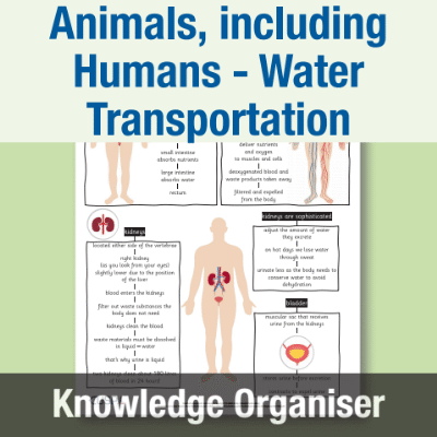 Image of Year 6 Science (Animals, including Humans - Water Transportation) Knowledge Organiser KO CUSP Resource