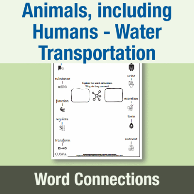 Image of Year 6 Science (Animals, including Humans - Water Transportation) Word Connections WC CUSP Resource
